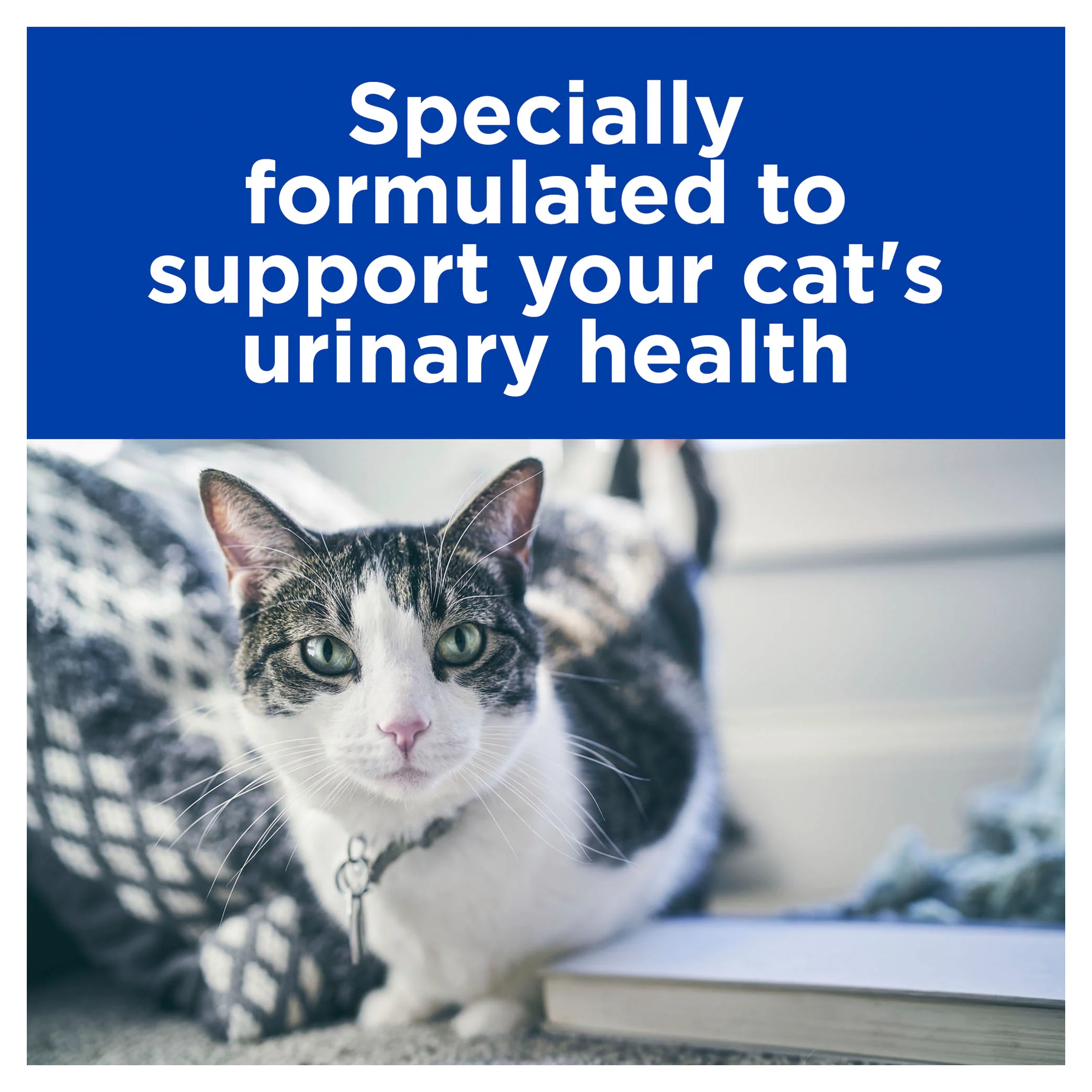 Box Hills C/d Urinary Care Stress Chicken 85g Pouches x 12 - Image 3